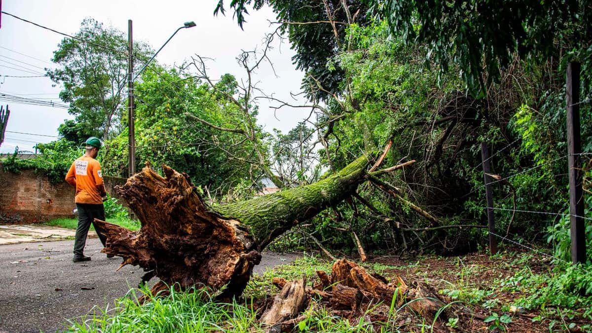 Tree Fell on Your Roof After a Storm: What to Do Now